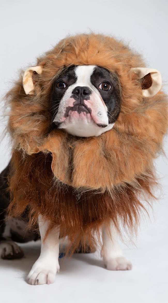 Jungle Bark Dog Costume