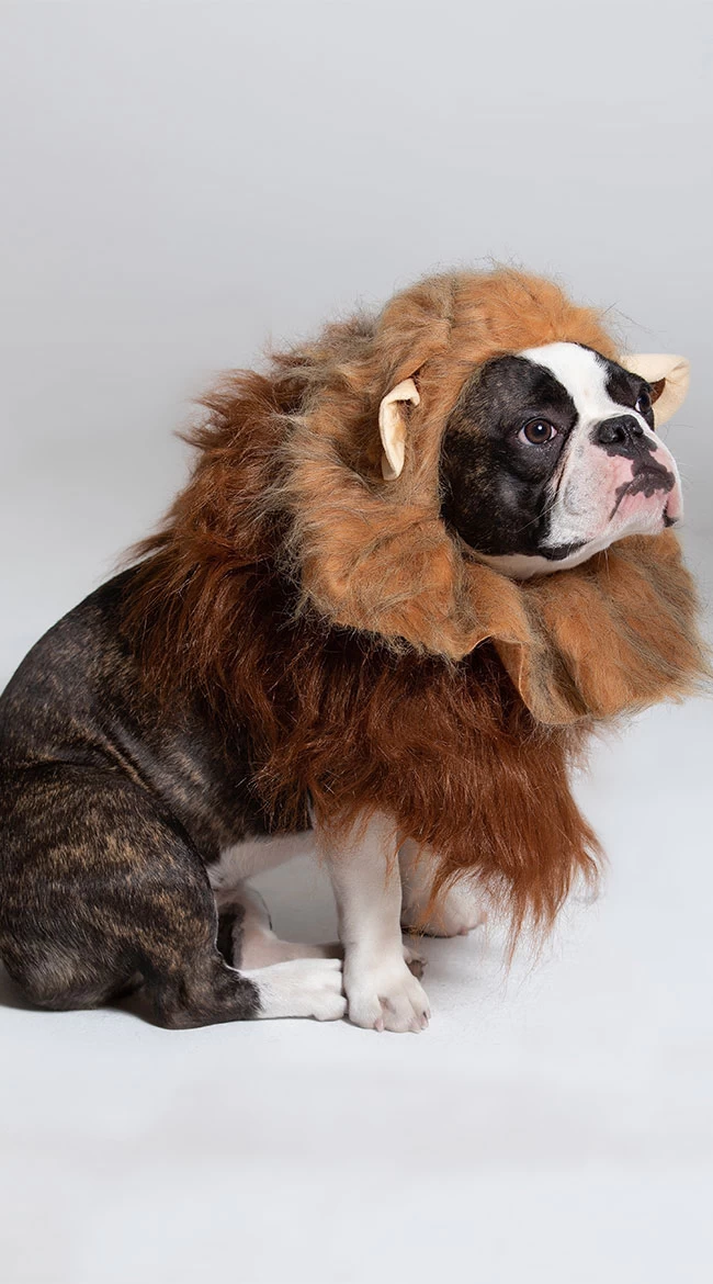 Jungle Bark Dog Costume - Image 4