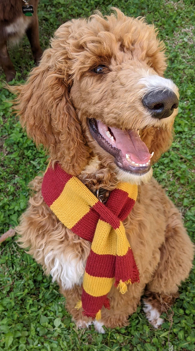 Hipster Wizard Pet Costume - Image 3