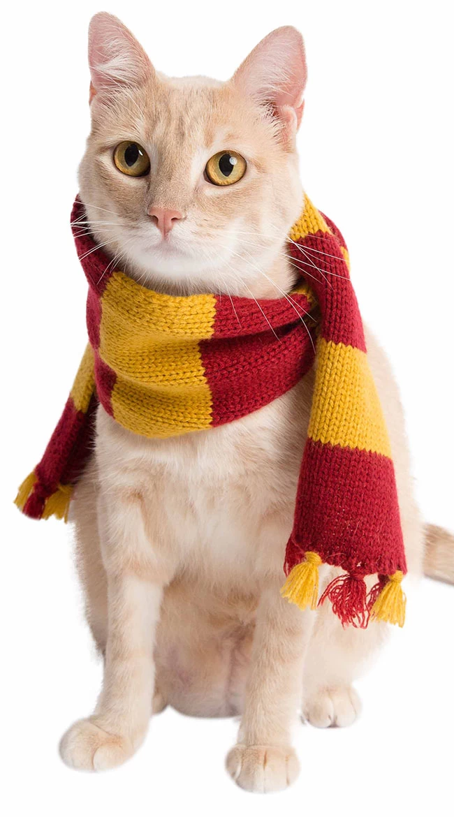 Hipster Wizard Pet Costume - Image 5