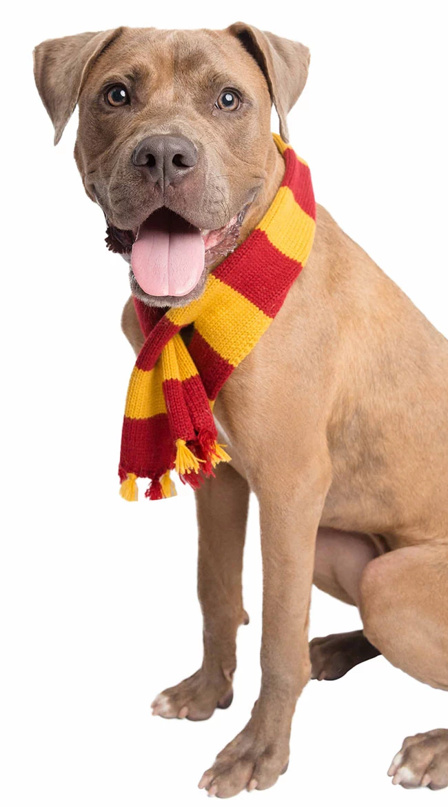 Hipster Wizard Pet Costume