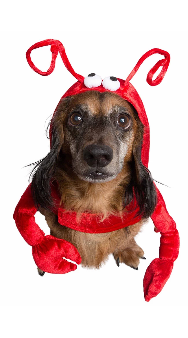 Lazy Lobster Pet Costume