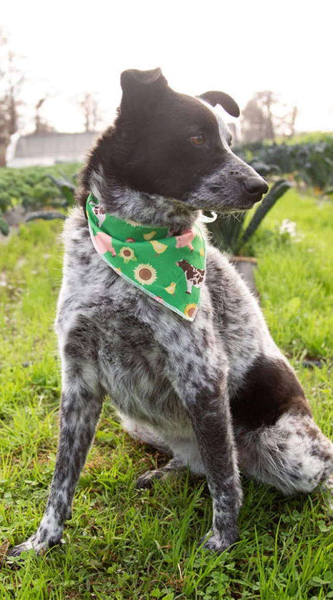 Farm Friend Pet Costume - Image 7